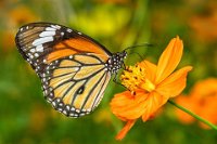 105 - DANAUS - TISSIER JEAN PIERRE - france <div : Animaux, Danaus Plexippus Monarque, Insectes, Papillon, Vietnam 2006